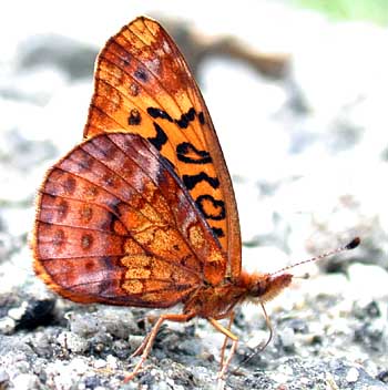 Meadow Fritillary (Boloria bellona)