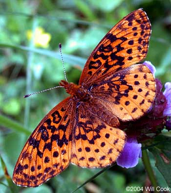 Meadow Fritillary (Boloria bellona)