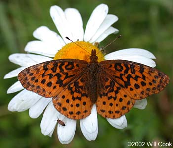 Meadow Fritillary (Boloria bellona)