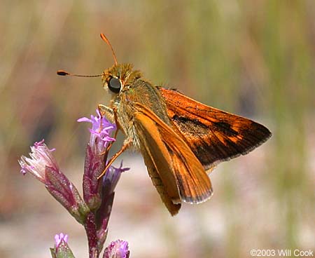 Meske's Skipper (Hesperia meskei)