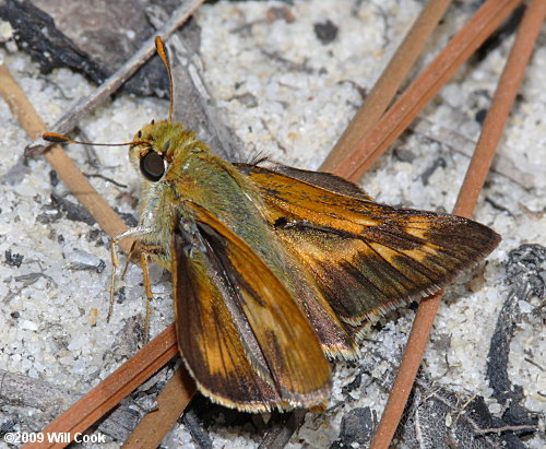 Meske's Skipper (Hesperia meskei)