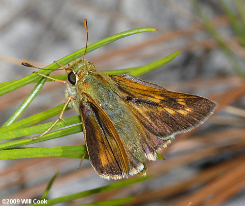 Meske's Skipper (Hesperia meskei)