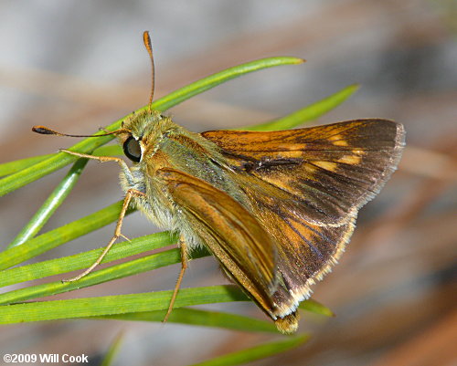 Meske's Skipper (Hesperia meskei)
