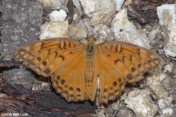 Mexican Fritillary (Euptoieta hegesia)