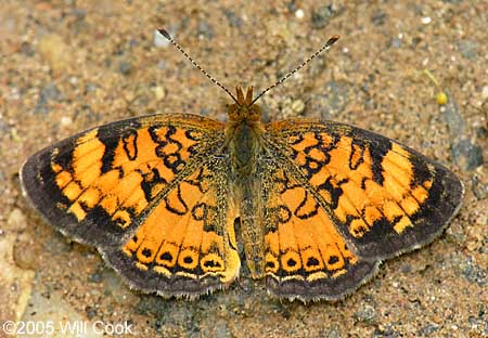 Mimic Crescent (Phyciodes incognitus)