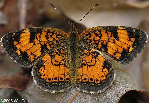 Mimic Crescent (Phyciodes incognitus)