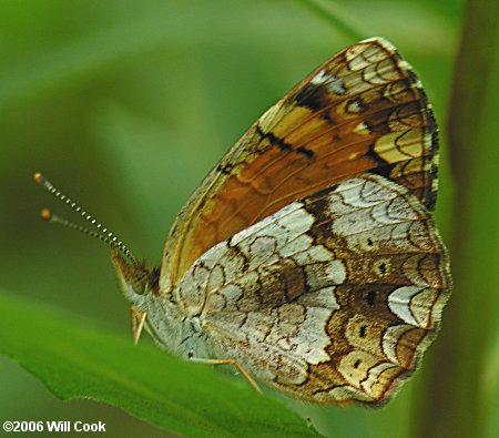 Mimic Crescent (Phyciodes incognitus)