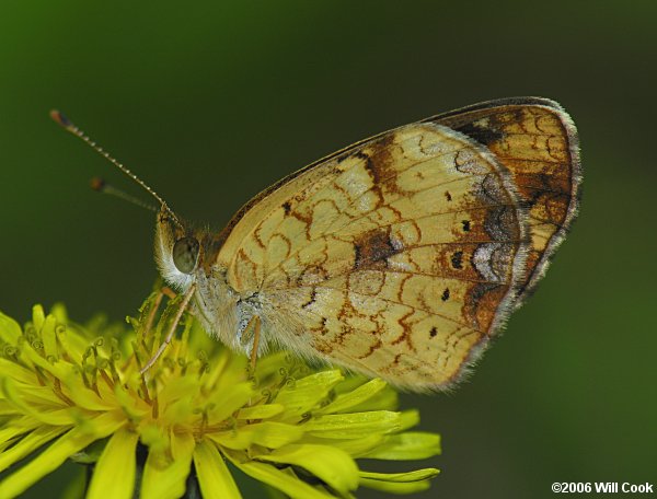 Mimic Crescent (Phyciodes incognitus)