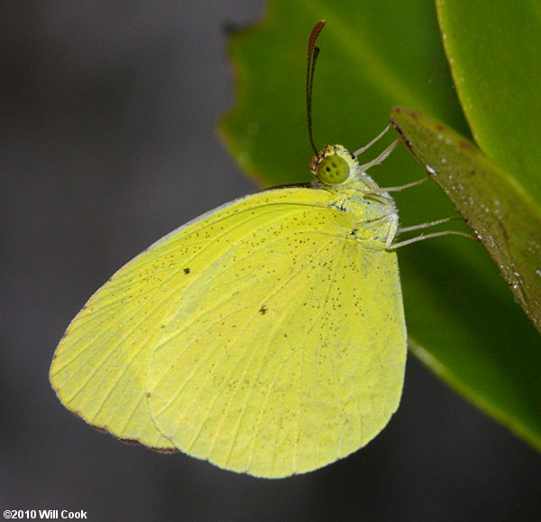 Mimosa Yellow (Pyrisitia nise)