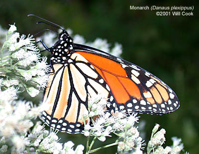 Monarch (Danaus plexippus)