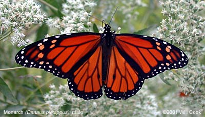 Monarch (Danaus plexippus)