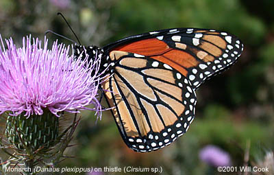 Monarch (Danaus plexippus)