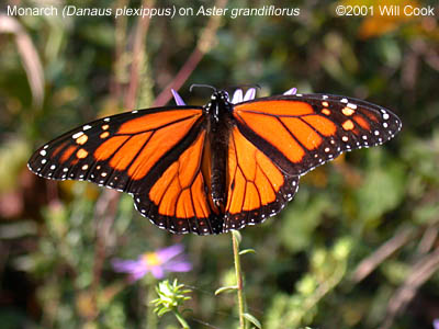 Monarch (Danaus plexippus)