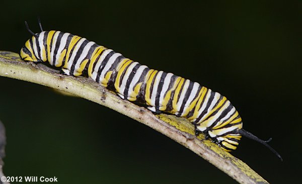 Monarch (Danaus plexippus) caterpillar