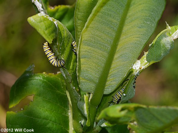 Monarch (Danaus plexippus) caterpillar