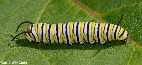 Monarch (Danaus plexippus) caterpillar