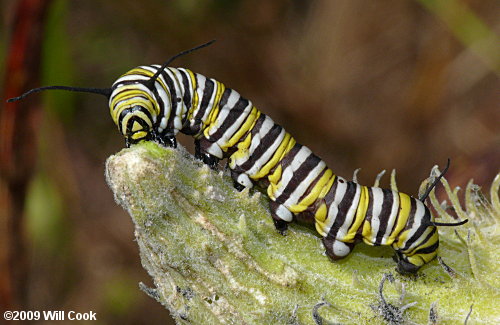 Monarch (Danaus plexippus) caterpillar