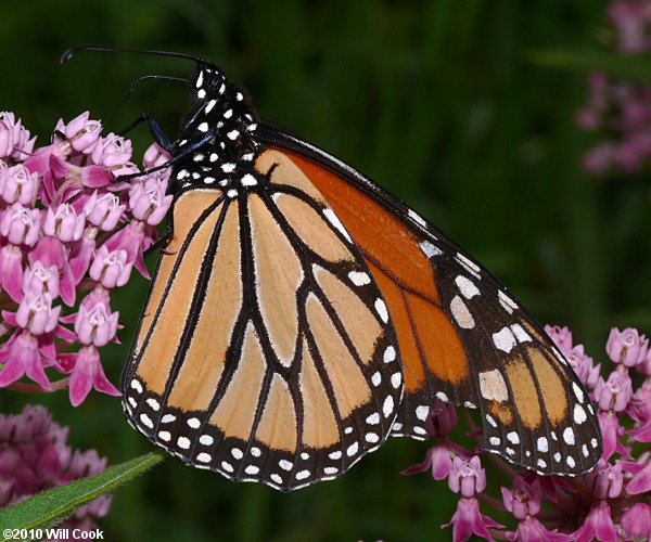 Monarch (Danaus plexippus)