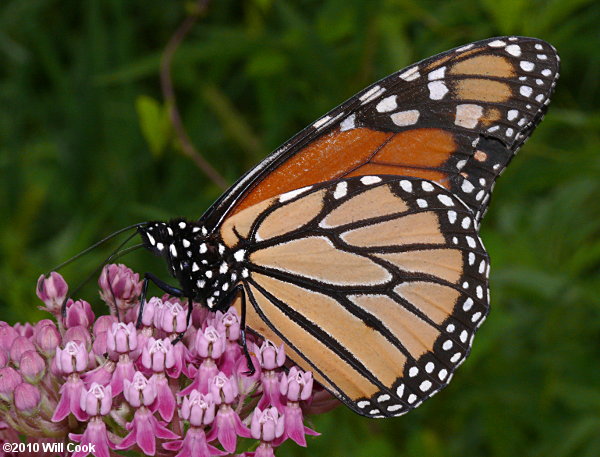 Monarch (Danaus plexippus)