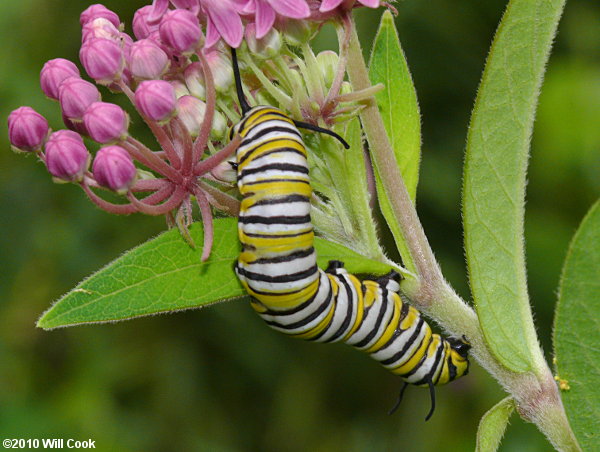 Monarch (Danaus plexippus) caterpillar