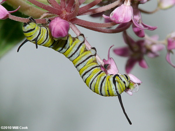 Monarch (Danaus plexippus) caterpillar