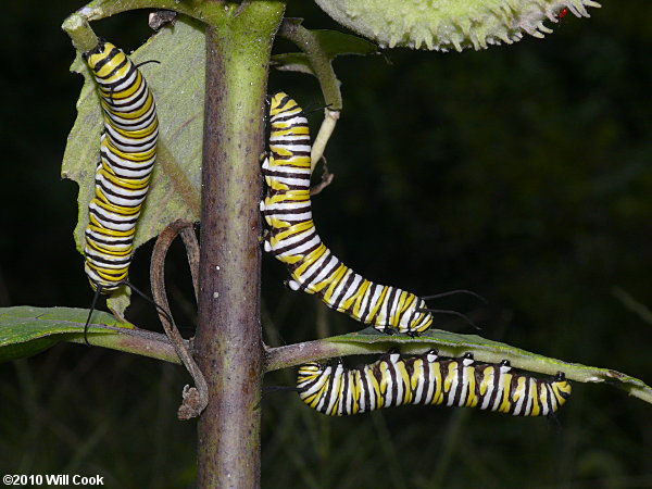 Monarch (Danaus plexippus) caterpillars
