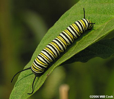 monarch caterpillar clipart. white caterpillar. yellow,