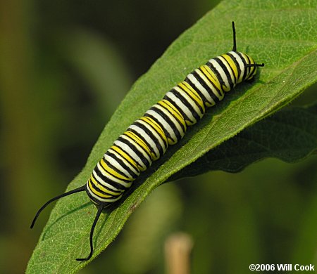 Monarch (Danaus plexippus) caterpillar