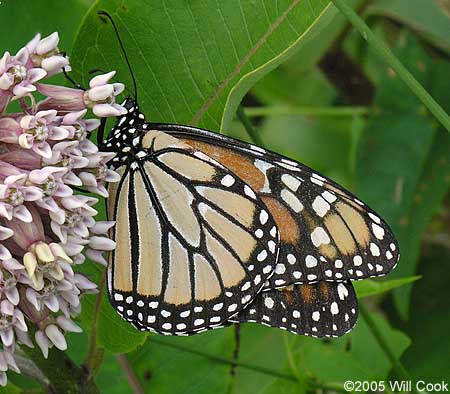 Monarch (Danaus plexippus)