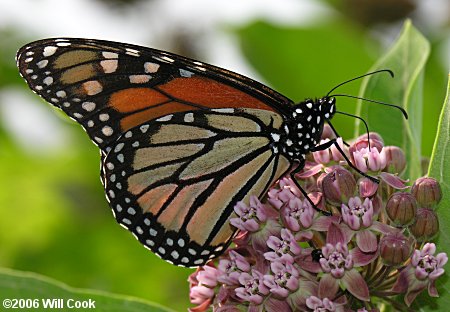 Monarch (Danaus plexippus)