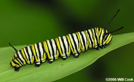 The boldly banded black, white, and yellow caterpillars