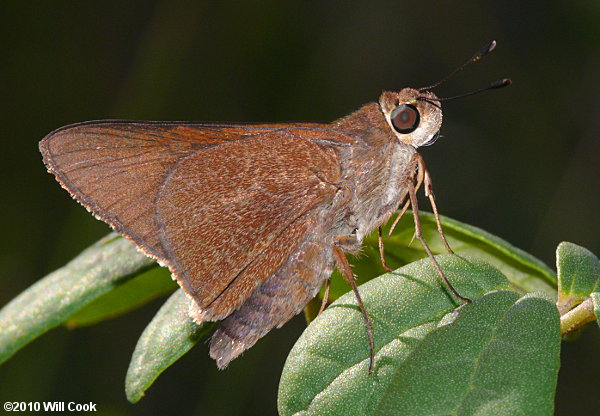 Monk Skipper (Asbolis capucinus)