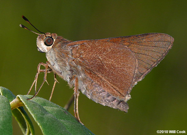 Monk Skipper (Asbolis capucinus)