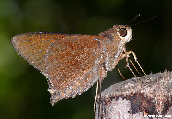 Monk Skipper (Asbolis capucinus)