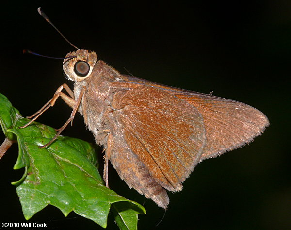 Monk Skipper (Asbolis capucinus)