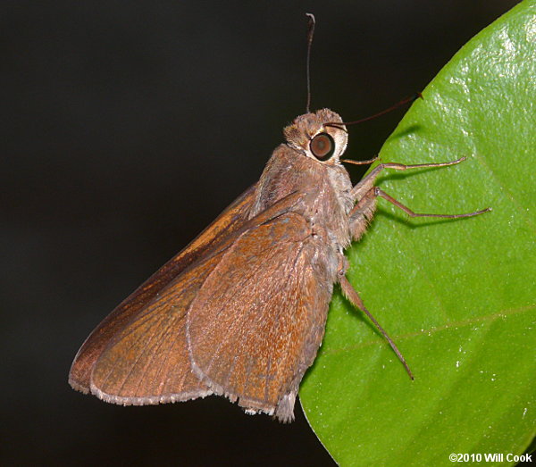 Monk Skipper (Asbolis capucinus)