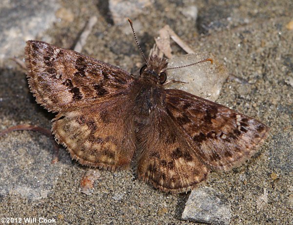 Mottled Duskywing (Erynnis martialis)