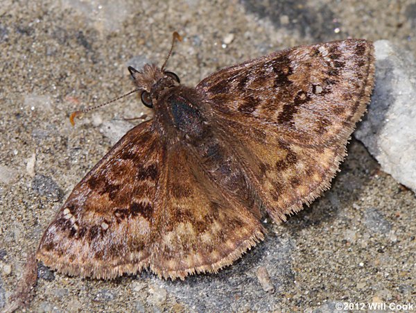 Mottled Duskywing (Erynnis martialis)