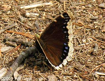 Mourning Cloak (Nymphalis antiopa)