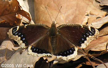 Mourning Cloak (Nymphalis antiopa)