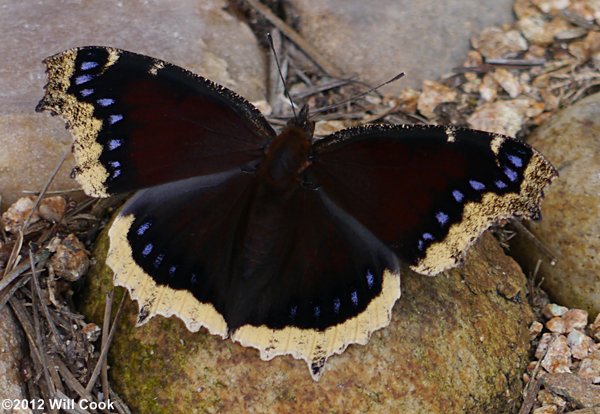 Mourning Cloak (Nymphalis antiopa)