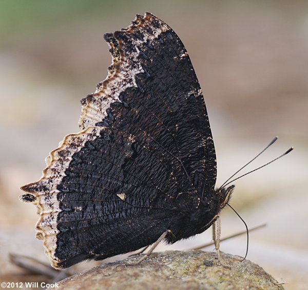 Mourning Cloak (Nymphalis antiopa)