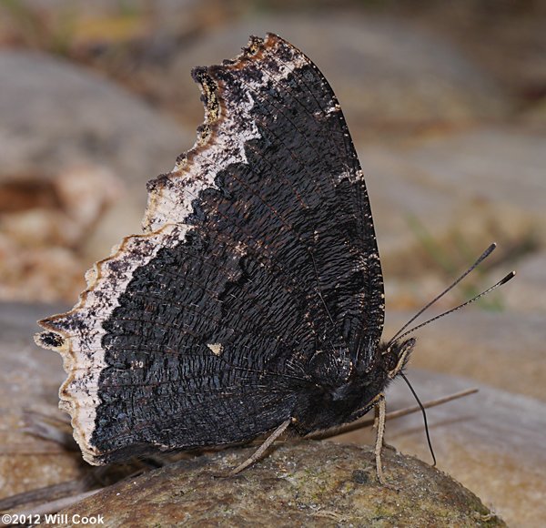 Mourning Cloak (Nymphalis antiopa)