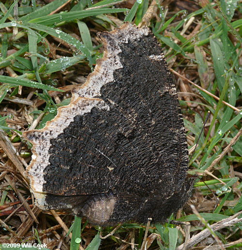 Mourning Cloak (Nymphalis antiopa)