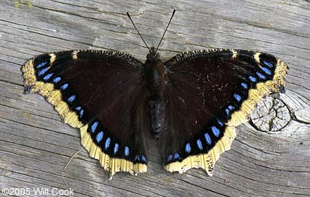 Mourning Cloak (Nymphalis antiopa)