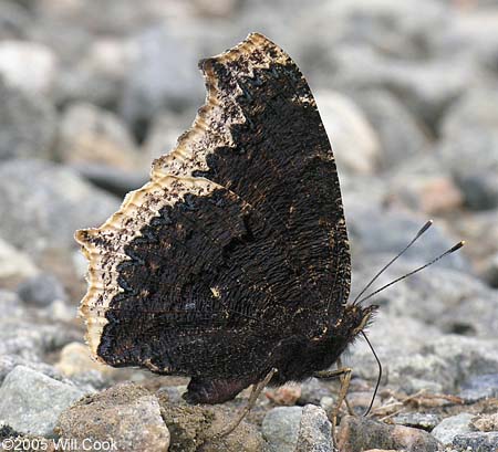 Mourning Cloak (Nymphalis antiopa)