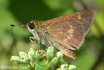 Northern Broken-Dash (Wallengrenia egeremet)