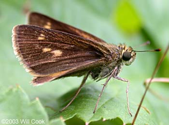 Northern Broken-Dash (Wallengrenia egeremet)