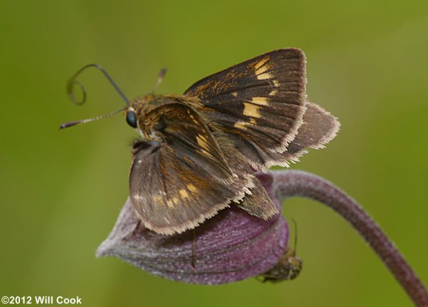 Northern Broken-Dash (Wallengrenia egeremet)