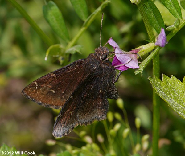 Northern Cloudywing (Thorybes pylades)